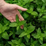 aceasta-planta-imbunatateste-digestia-si-sanatatea-creierului-multi-oameni-o.webp.webp
