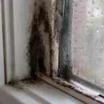 cum-sa-cureti-in-siguranta-lemnul-de-mucegai-expertii-in.webp.webp