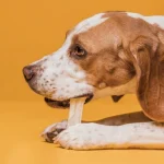 tratamente-pentru-caini-cum-sa-le-alegeti-pe-cele-potrivite.webp.webp